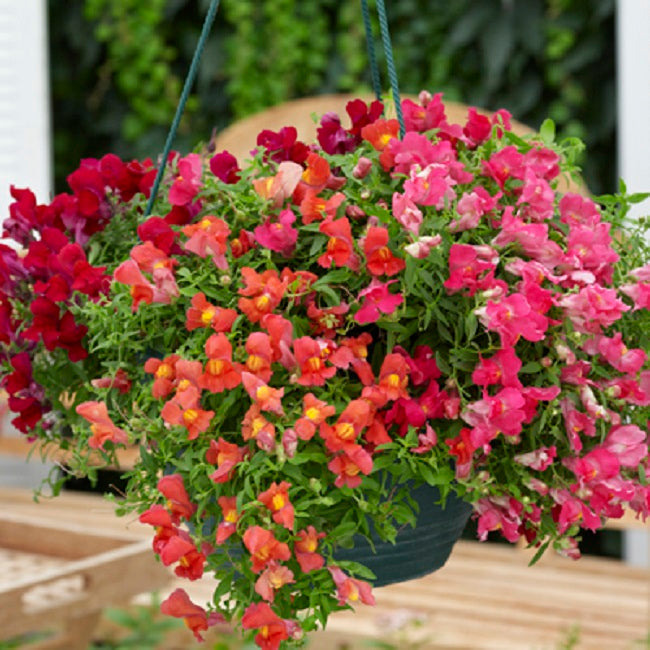 Snapdragon Seeds Snapdragon Candy Showers Mix MPL