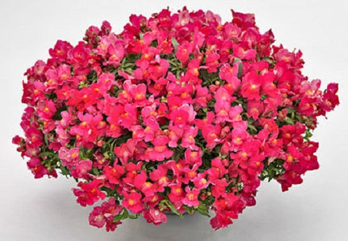 Snapdragon Seeds Snapdragon Candy Showers Rose MPL
