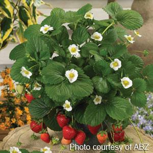 bulk strawberry seeds Strawberry Seeds Strawberry Berries Galore ™ White – Buy Bulk Seeds