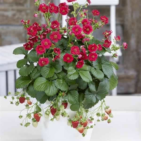 bulk strawberry seeds Strawberry Seeds Strawberry Summer Breeze Rose – Buy Bulk Seeds