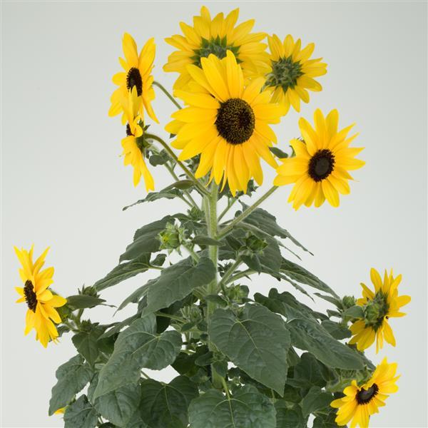 bulk sunflower seed for planting Sunflower Seeds Sunflower Sunfinity Hybrid Sunflower Seeds – Buy Bulk Seeds