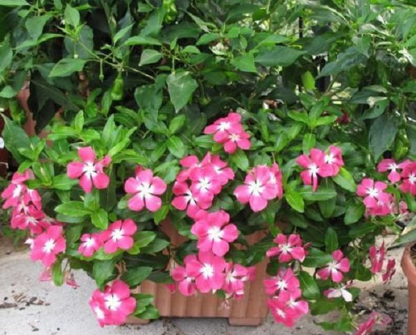 Vinca Seeds Vinca Mediterranean XP Rose Halo 1,000 Seeds