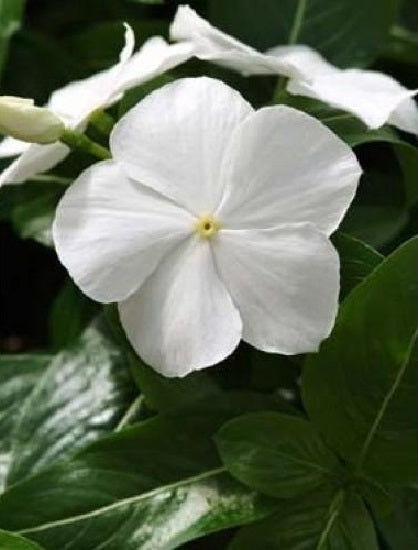 Vinca Seeds Vinca Mediterranean XP White 1,000 Seeds