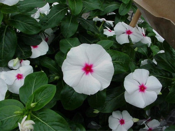 Vinca Seeds Vinca Sunstorm White Eye 1,000 Seeds