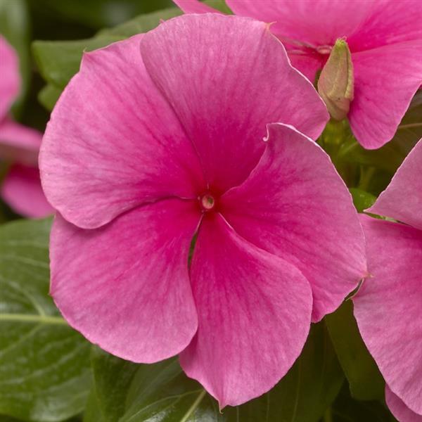 Vinca Seeds Vinca Cora XDR Deep Strawberry