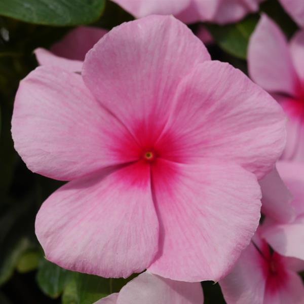 Vinca Seeds Vinca Mega Bloom Strawberry