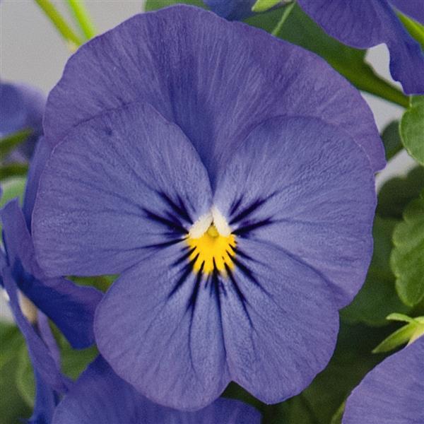 Viola Seeds Admire Blue 1,000 Seeds