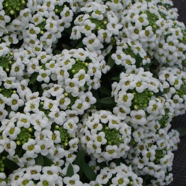 Alyssum Seeds Sweetie White Flower Seeds