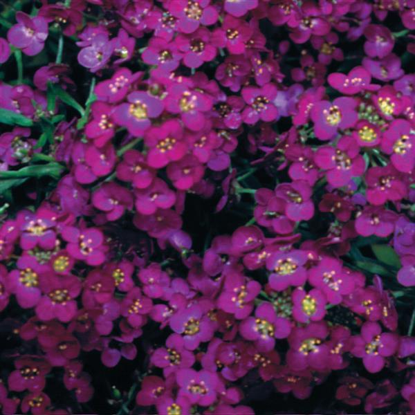 Alyssum Seeds Wonderland Deep Purple Flower Seeds
