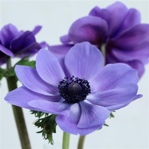 anemone seeds planting Buy Anemone Flower Seeds Gemstone Blue – Bulk Windflower Planting Seeds – Buy Bulk Seeds