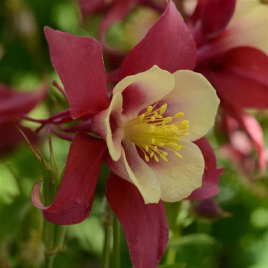 Aquilegia Seeds Earlybird™ Red Yellow Columbine Seeds