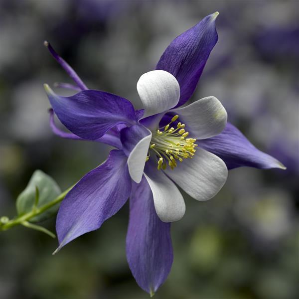 Aquilegia Seeds Kirigami Deep Blue White Columbine Seeds