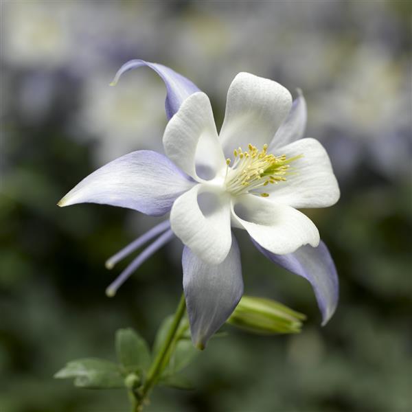 Aquilegia Seeds Kirigami Light Blue White Columbine Seeds