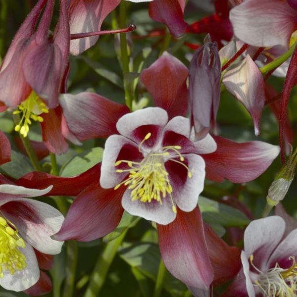 Aquilegia Seeds Kirigami Red White Columbine Seeds