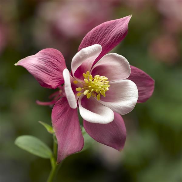 Aquilegia Seeds Kirigami Rose Pink Columbine Seeds