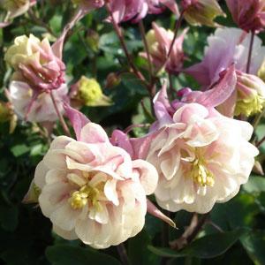 Aquilegia Seeds Winky Double Rose White Columbine Seeds