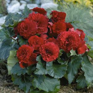 Tuberous Begonia Seeds Begonia Bliss Deep Red Pelleted Seeds