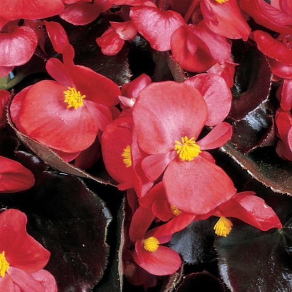 Begonia Seeds Begonia Cocktail Vodka Pelleted Seeds