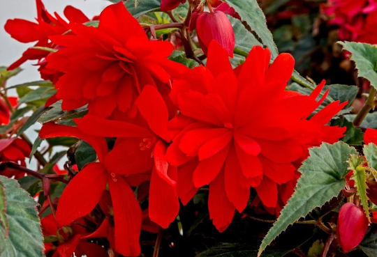 Begonia Seeds Begonia Funky Red Pelleted Seeds