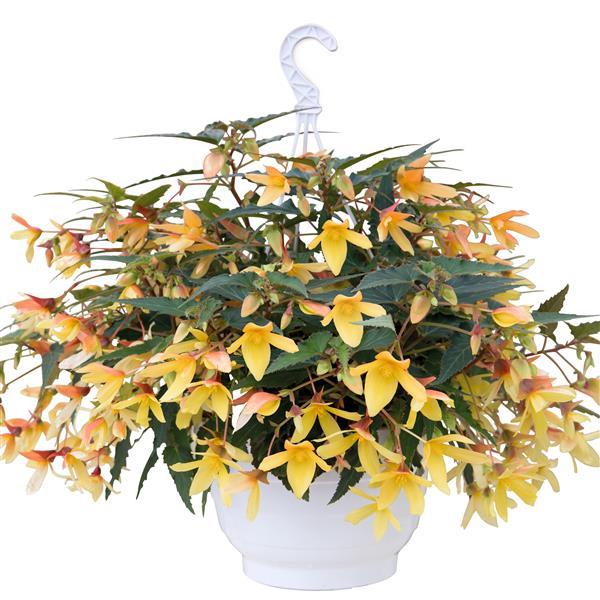 Begonia Seeds Begonia Groovy Mellow Yellow Pelleted Seeds