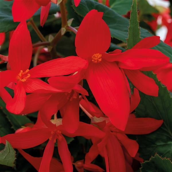 Begonia Seeds Begonia Groovy Red Pelleted Seeds