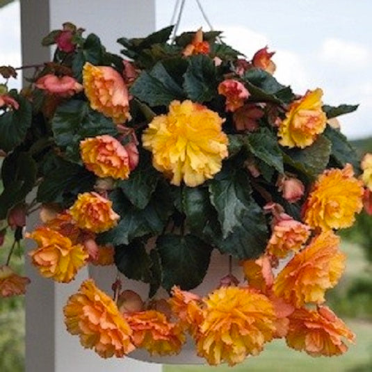 Tuberous Begonia Seeds Illumination Golden Picotee Begonia Pelleted Seeds