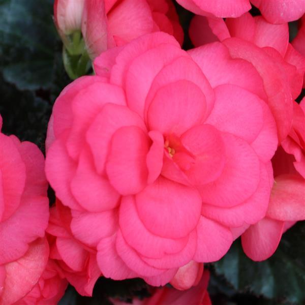 1,000 Pelleted Seeds Begonia Limitless Dark Rose