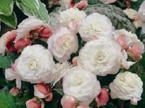 1,000 Pelleted Begonia Seeds Nonstop Appleblossom