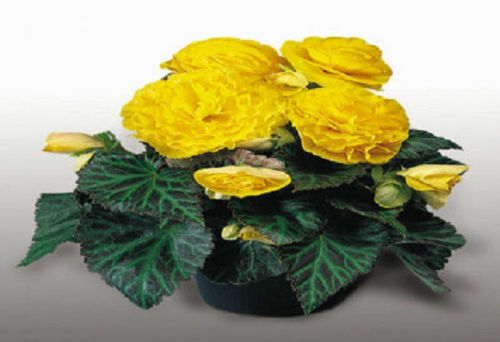 Tuberous Begonia Seeds Begonia Nonstop Yellow Pelleted Seeds