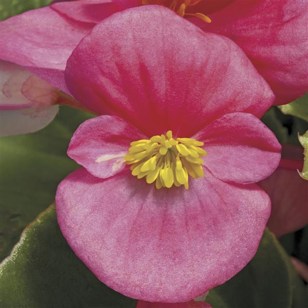 Begonia Seeds Begonia Prelude Plus Rose Pelleted Seeds