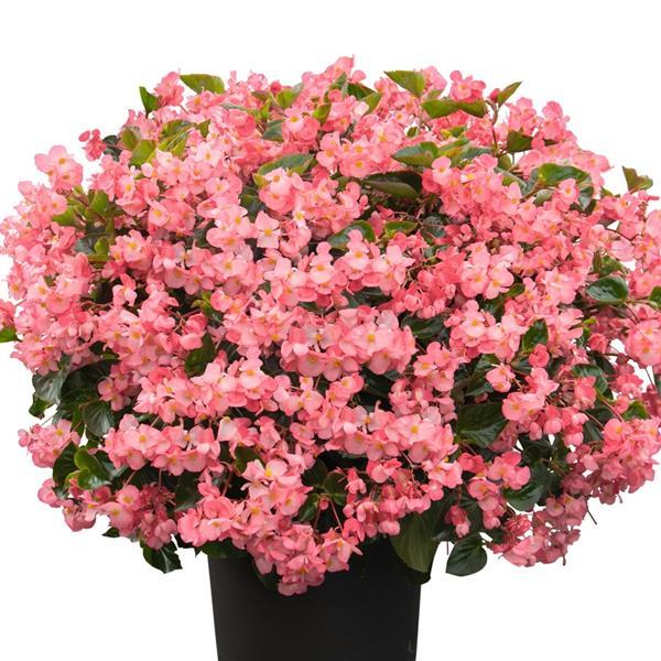Begonia Seeds Begonia Whopper® Pink Green Leaf Pelleted Seeds