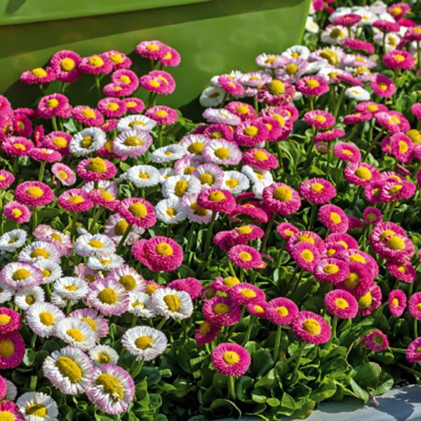 Bellis Seeds Speedstar Plus Mix English Daisy 1,000 Pelleted Seeds