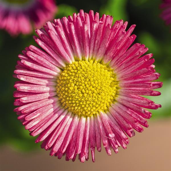 Bellis Seeds Speedstar Plus Rose English Daisy 1,000 Pelleted Seeds