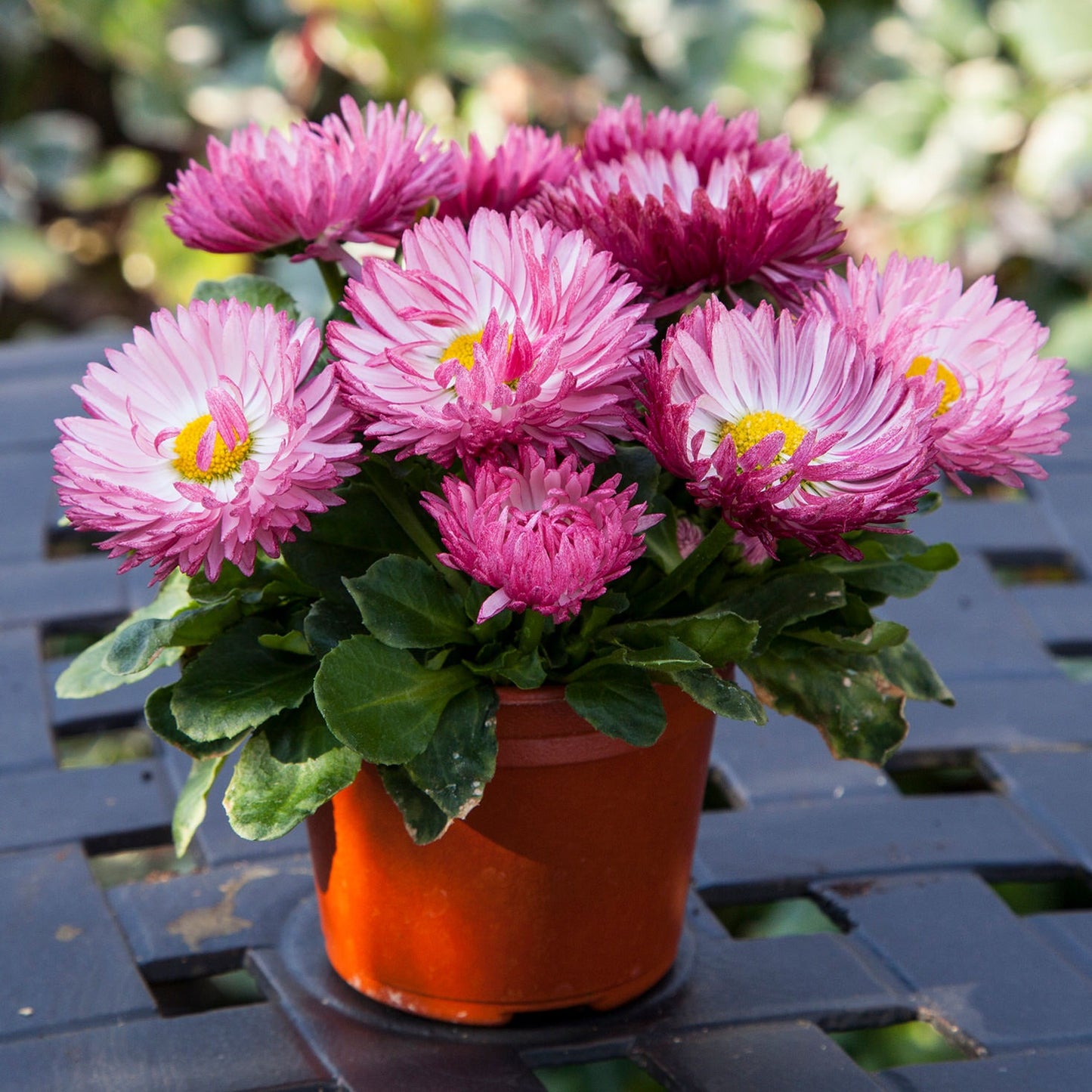 1,000 Pelleted Bellis Seeds Bam Bam Rose English Daisy