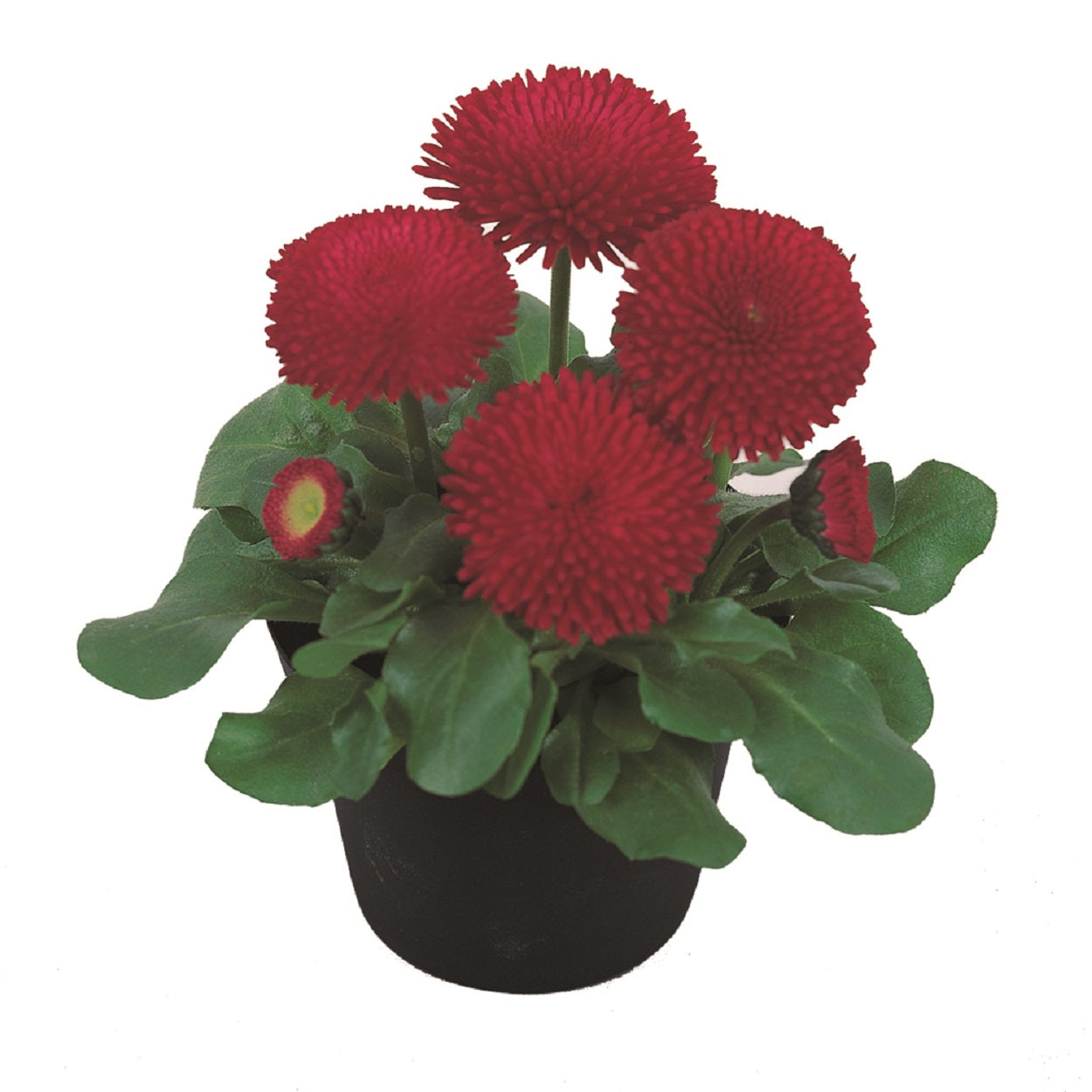 Bellis Seeds Tasso Red English Daisy 1,000 Pelleted Seeds