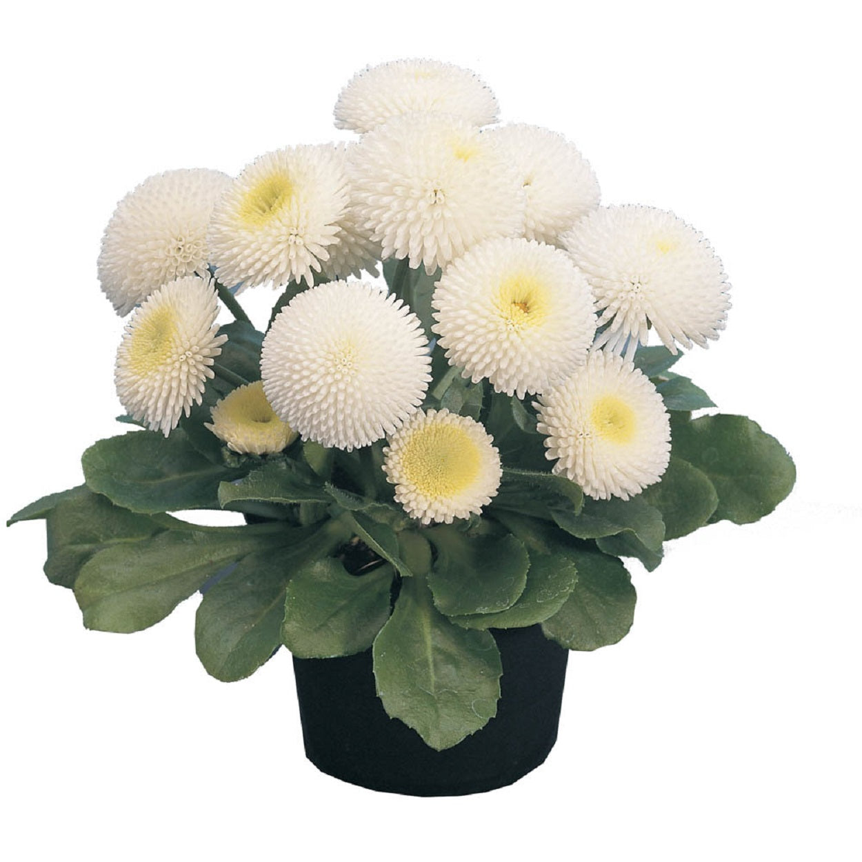 Bellis Seeds Tasso White Cream English Daisy 1,000 Pelleted Seeds