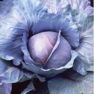 Cabbage Seeds Red Jewel Vegetable Seeds