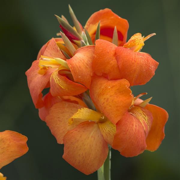 Canna Seeds Cannova® Orange Shades Flower Seeds