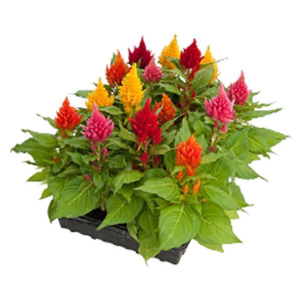 Celosia Seeds Glorious Mix 1,000 Seeds
