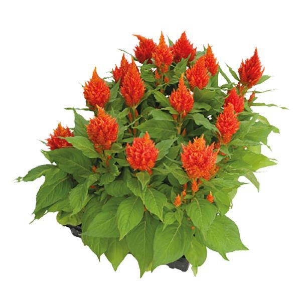 Celosia Seeds Glorious Orange 1,000 Seeds
