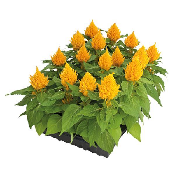 Celosia Seeds Glorious Yellow 1,000 Seeds
