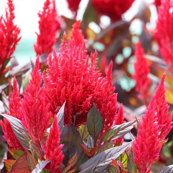 fire and flower seeds Celosia Seeds Burning Embers Flower Seeds – Buy Bulk Seeds