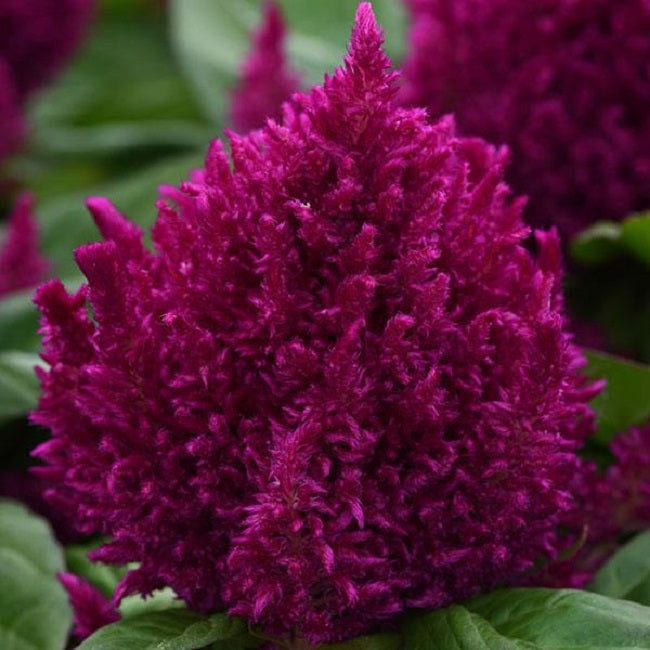 Celosia Seeds First Flame™ Purple 1,000 Pelleted Seeds