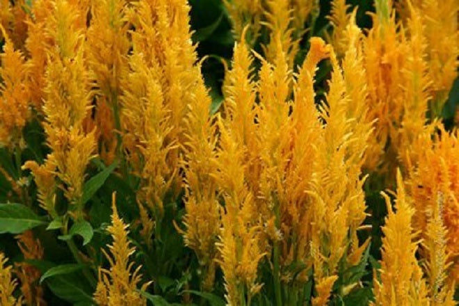 Celosia Seeds Fresh Look Gold 1,000 Pelleted Seeds