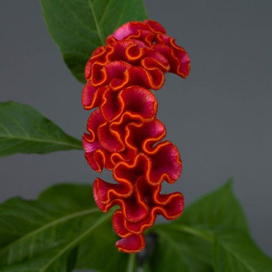 Pelleted Celosia Seeds Celosia Neo™ Orange Cut Flower