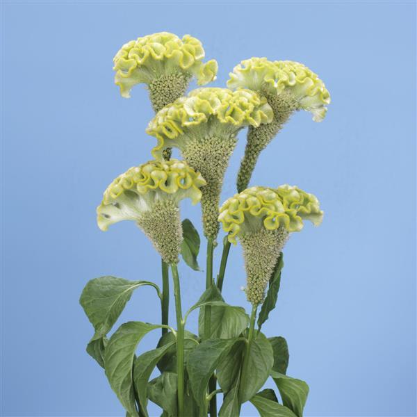 Celosia Seeds Spring Green Cut Flower Pelleted Seeds