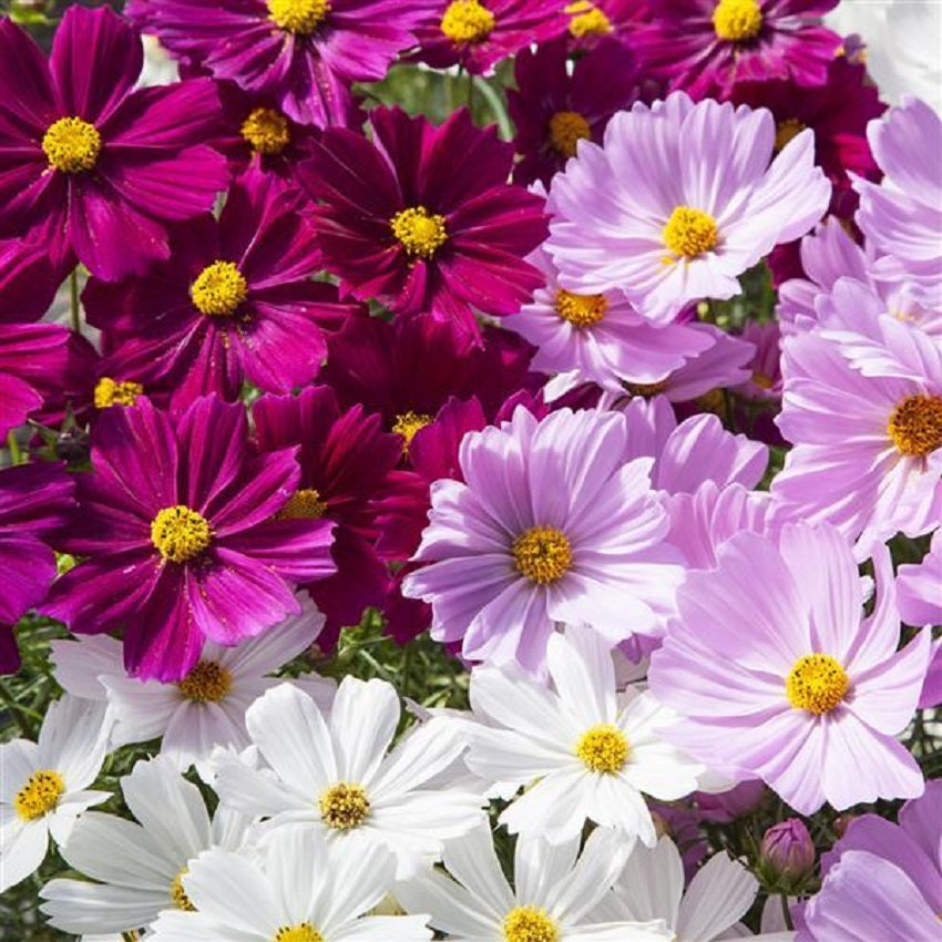 1,000 Cosmos Seeds Apollo Mix Flower Seeds