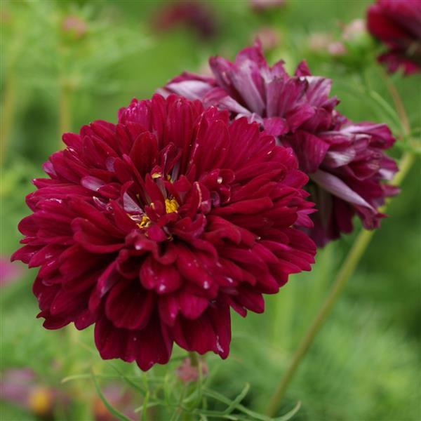 Cosmos Seeds Double Click Cranberries Cut Flower 1,000 Seeds
