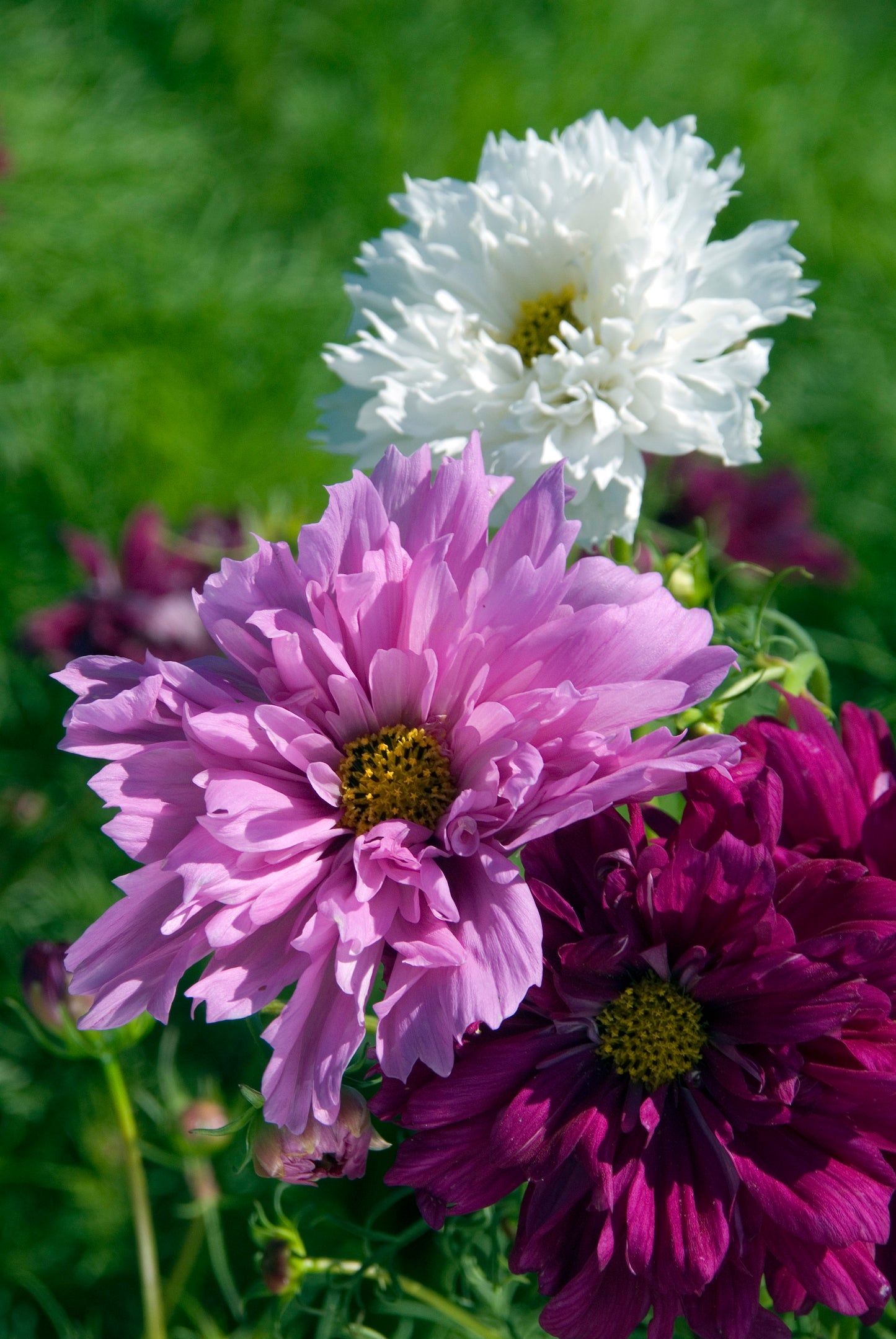 Cosmos Seeds Double Click Mix Cut Flower 1,000 Seeds