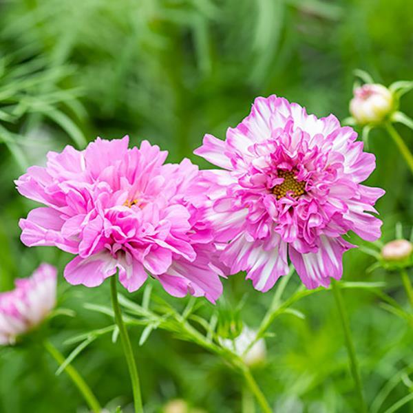 Cosmos Seeds Double Click Pink Bicolor Cut Flower 1,000 Seeds